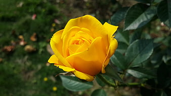 Close-up of a vibrant yellow rose in a garden
