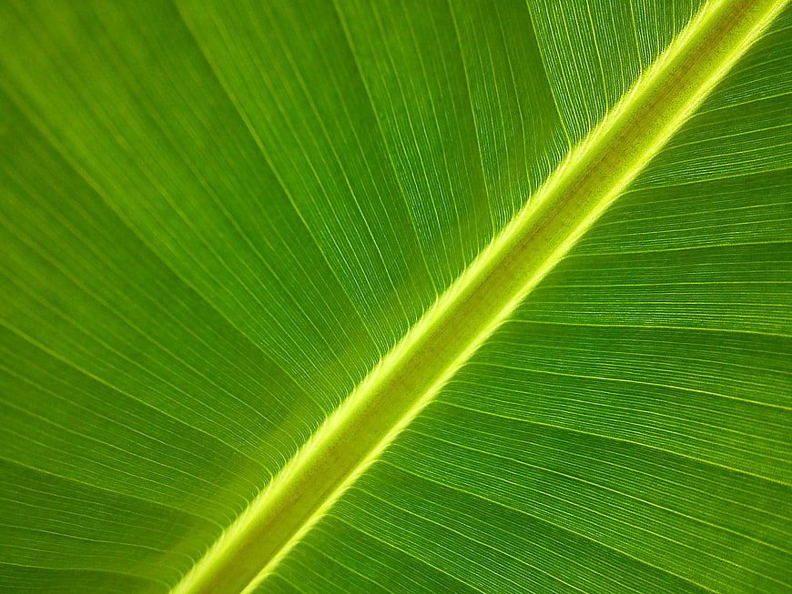 Close-up of vibrant green banana leaf with detailed veins