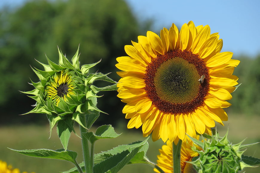 Vibrant Sunflower Bloom And Bud In Summer Garden