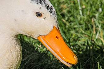Close-up of a white duck with orange beak on grass