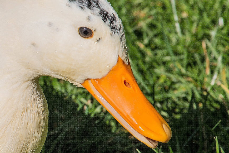 Close-up of a white duck with orange beak on grass