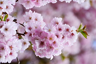Close-up of pink cherry blossoms in full bloom