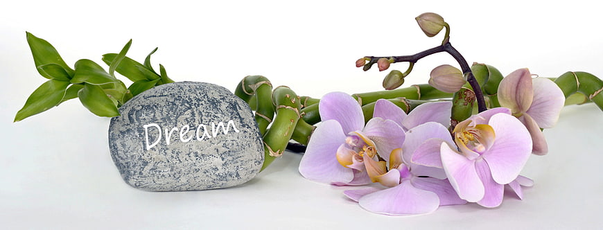 Stone with Dream Text, Orchid, and Lucky Bamboo on White