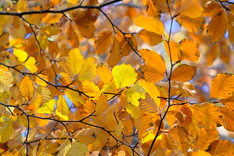 Golden autumn leaves on tree branches with sunlight