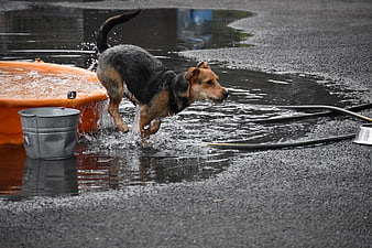 Wet dog splashing in puddle next to orange tub