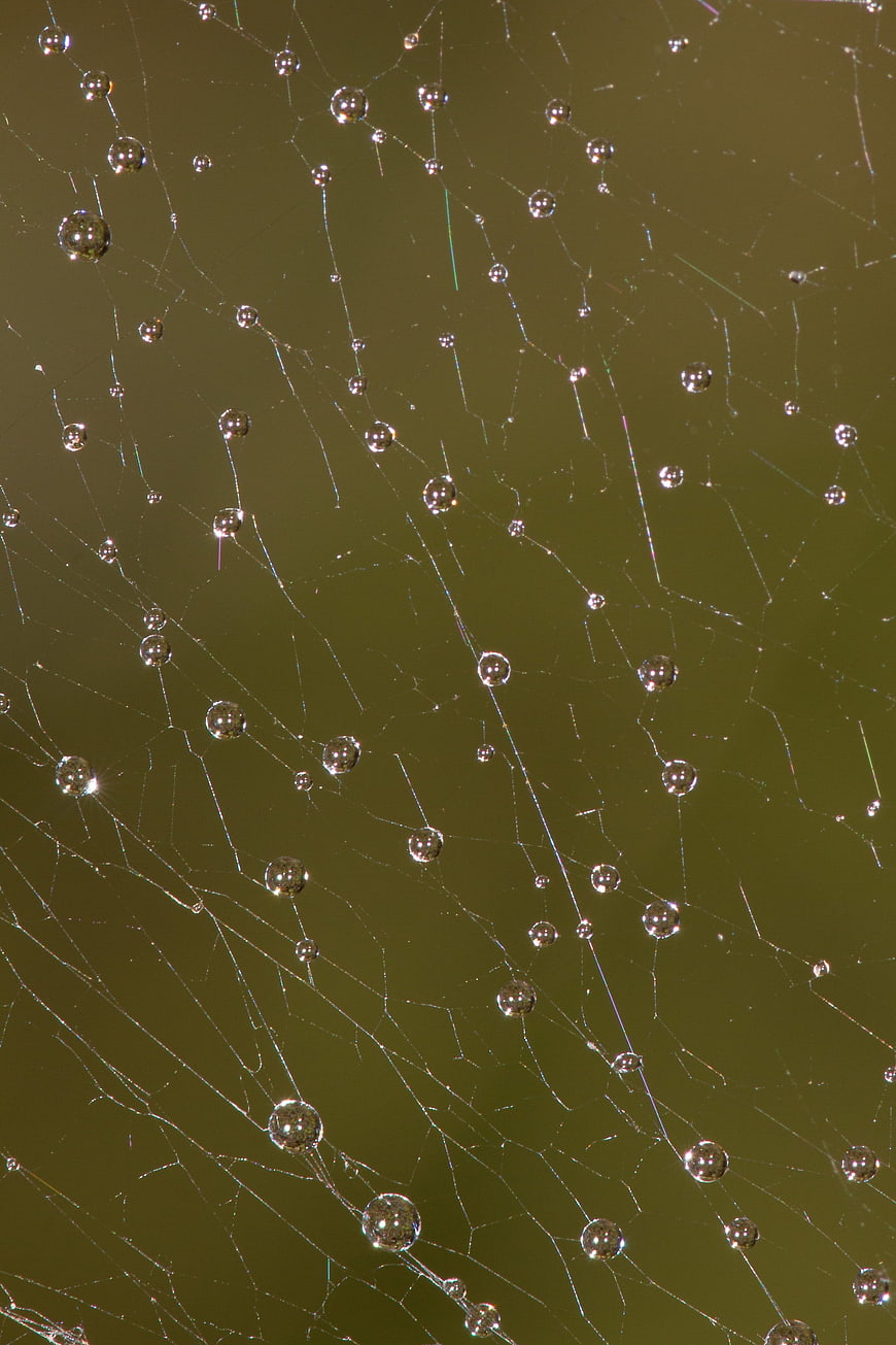 Macro photography of dew drops on a spider web