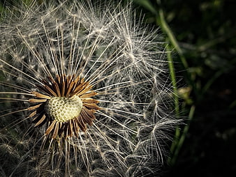 Close-up of a dandelion seed head with white fluff