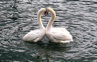 Two White Swans Forming Heart Shape On Dark Water