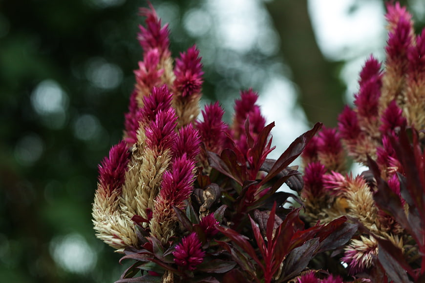 Close-up of vibrant pink and beige celosia flowers