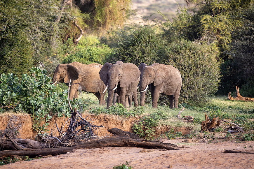 Herd of African Elephants in Natural Savanna Habitat