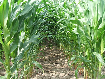 Green Cornfield Tunnel with Leading Lines