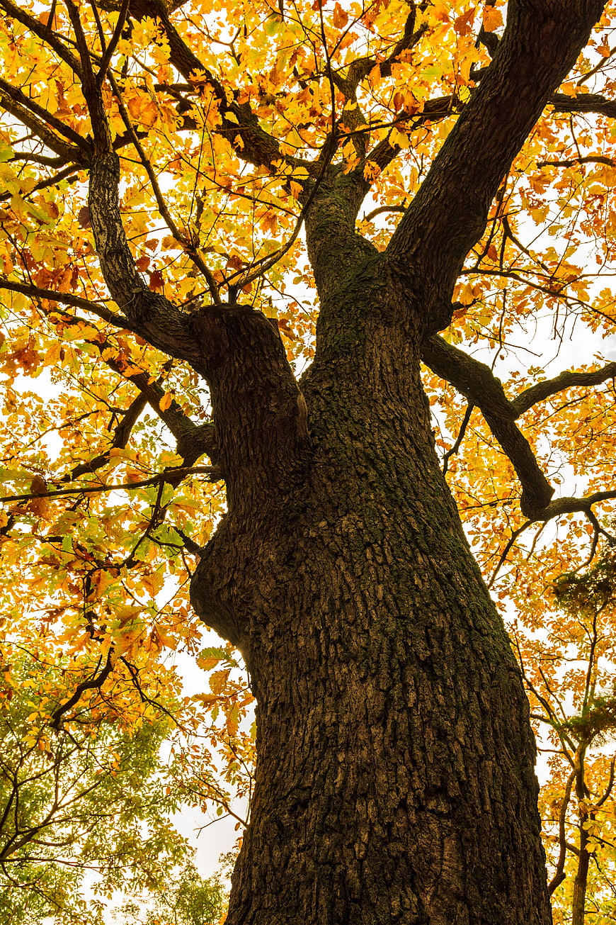 Low angle view of old oak tree with yellow autumn leaves