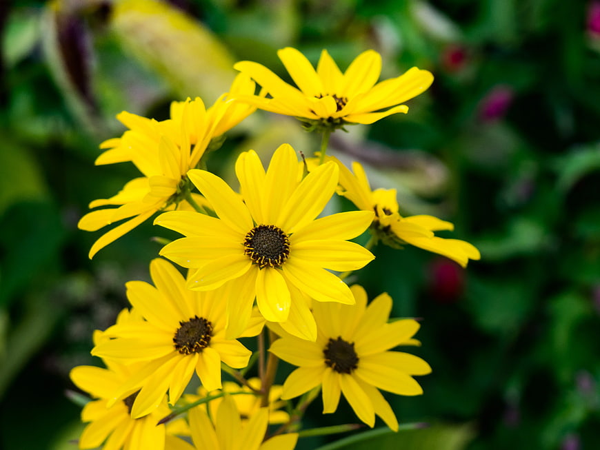 Close-up of vibrant yellow flowers with dark centers