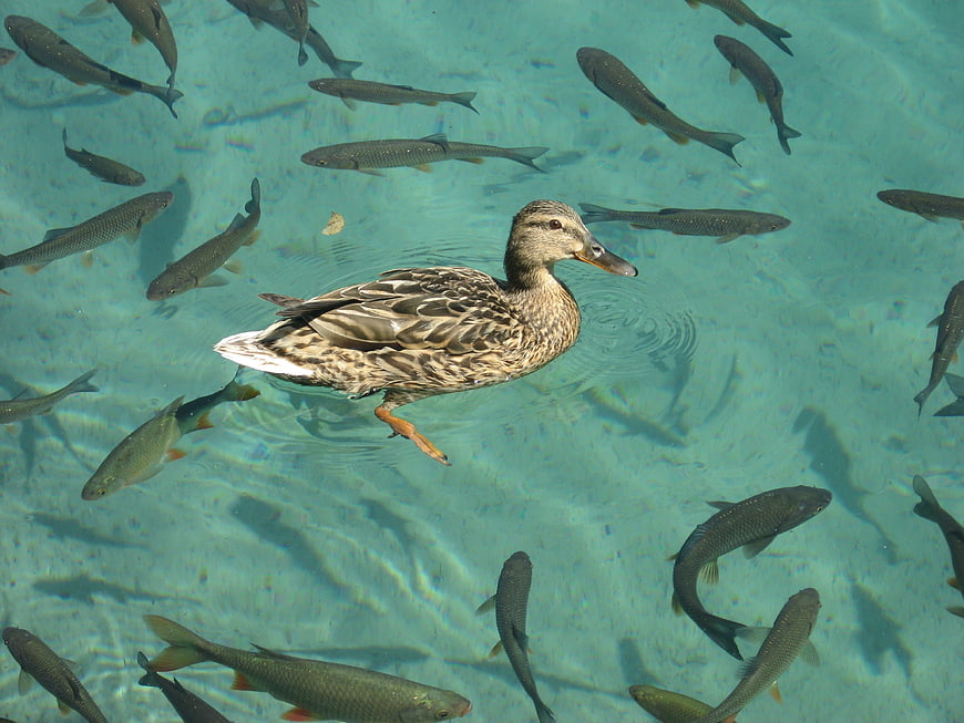 Duck swimming in clear turquoise water with fish