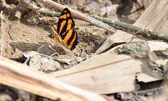 Orange and Black Butterfly Resting on Sandy Ground