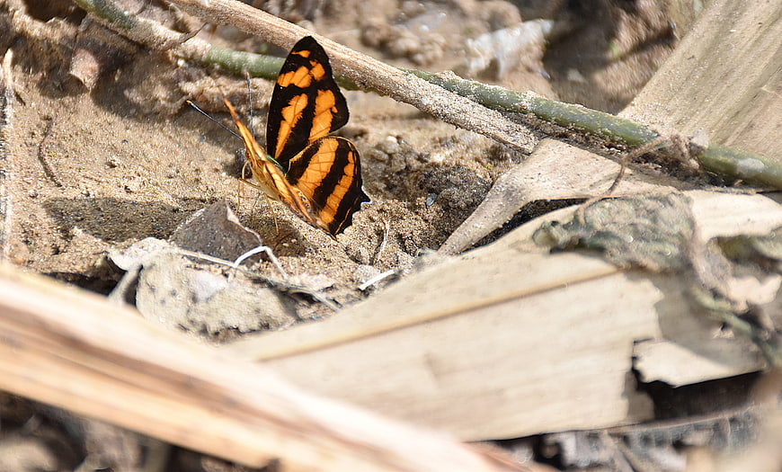 Orange and Black Butterfly Resting on Sandy Ground