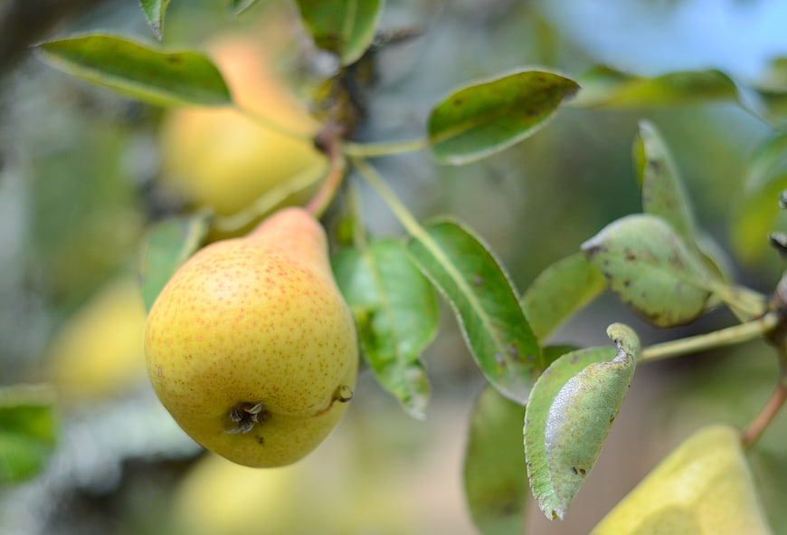 Ripe Yellow Pear Hanging on Tree Branch with Green Leaves