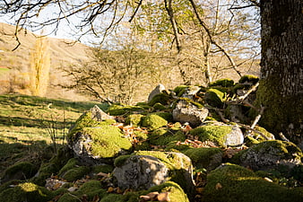 Moss-covered rocks in autumn forest landscape