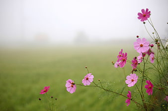 Pink cosmos flowers blooming in a misty green field