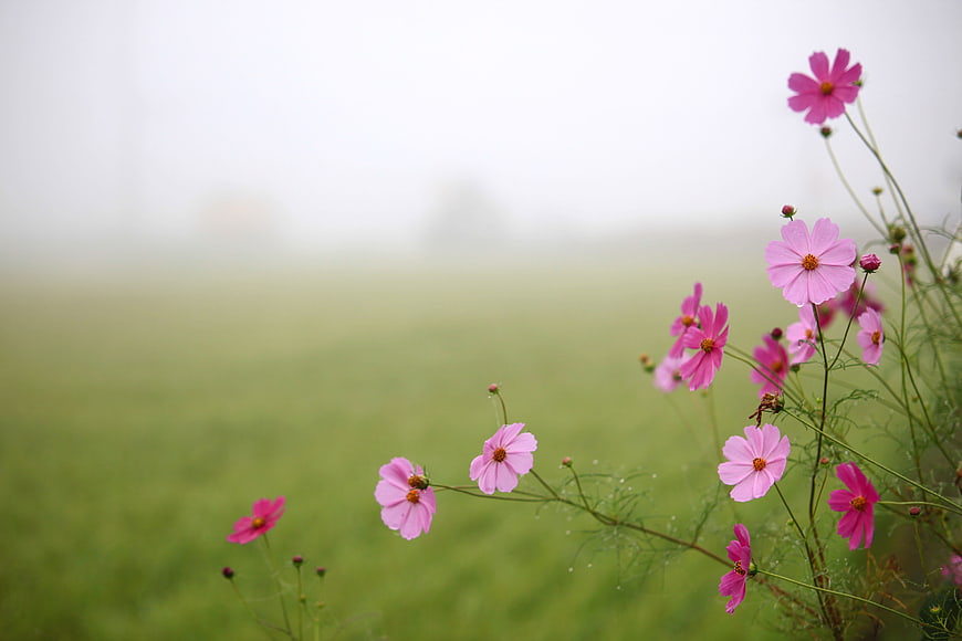 Pink cosmos flowers blooming in a misty green field
