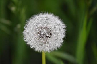 Close-up of a white dandelion seed head on green background