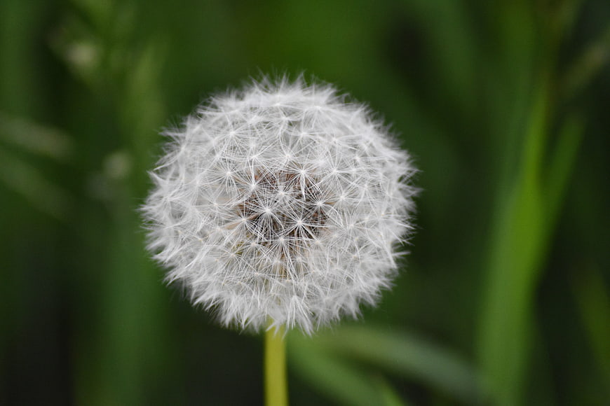 Close-up of a white dandelion seed head on green background