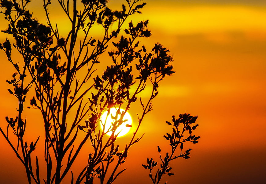 Silhouette of Wild Plant Against Vibrant Orange Sunset Sky