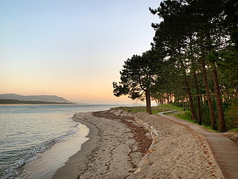 Serene coastal boardwalk path through pine trees at sunset