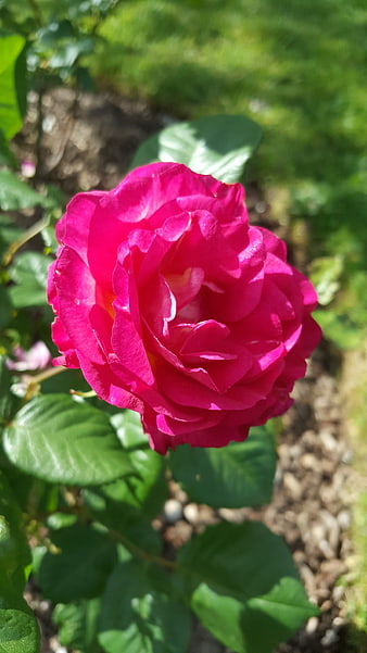 Vibrant Pink Rose Bloom in Sunlit Garden