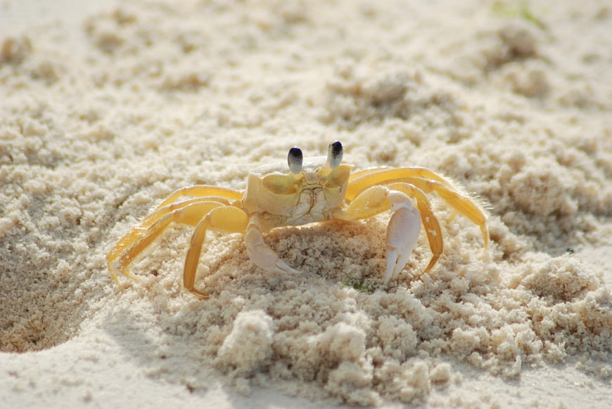 Close-up of Ghost Crab on White Sandy Beach
