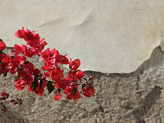 Vibrant Red Bougainvillea Flowers Against Textured White Wall