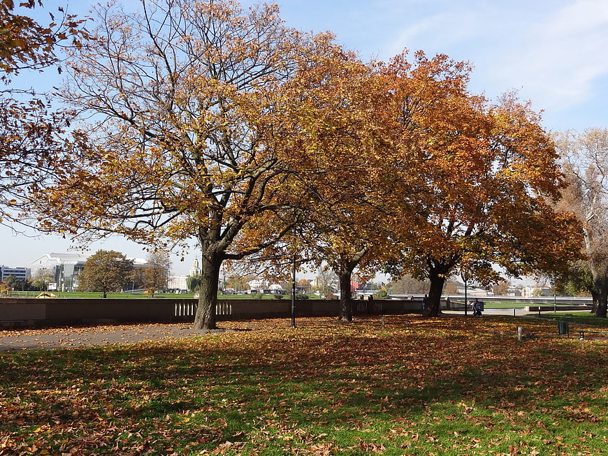 Autumn trees with golden leaves in a city park