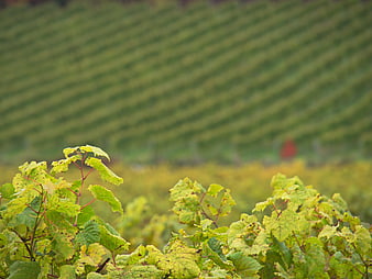 Green grapevine leaves in focus with blurred vineyard rows background