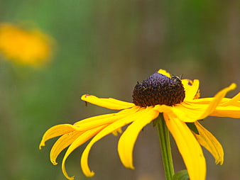 Close-up of Yellow Black-eyed Susan Flower