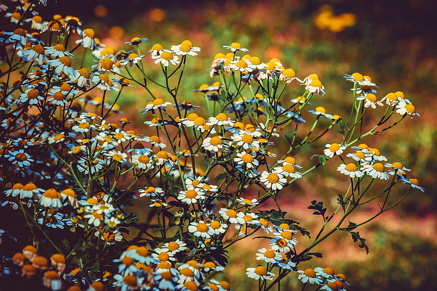 Cluster of White and Yellow Chamomile Flowers in a Garden