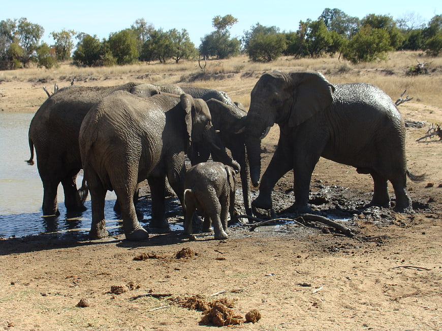 African elephant herd with baby drinking at waterhole