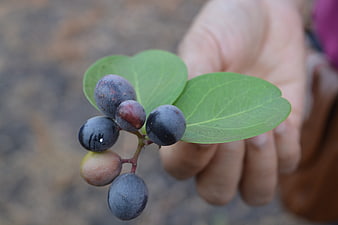 Hand holding cluster of dark berries and green leaves