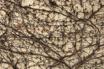 Dried climbing vines on beige wall texture