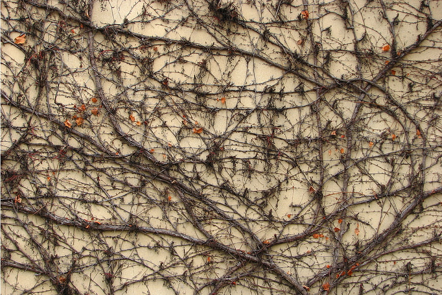 Dried climbing vines on beige wall texture