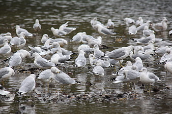 Flock of seagulls standing in shallow water at a lake