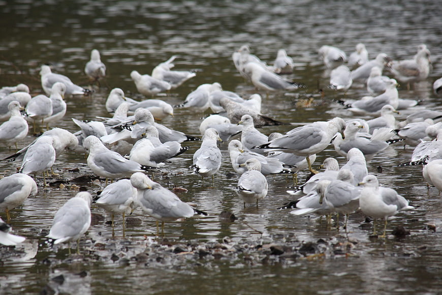 Flock of seagulls standing in shallow water at a lake