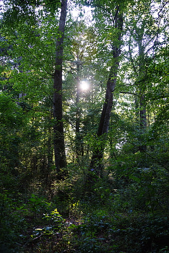 Sunlight streaming through dense green forest canopy