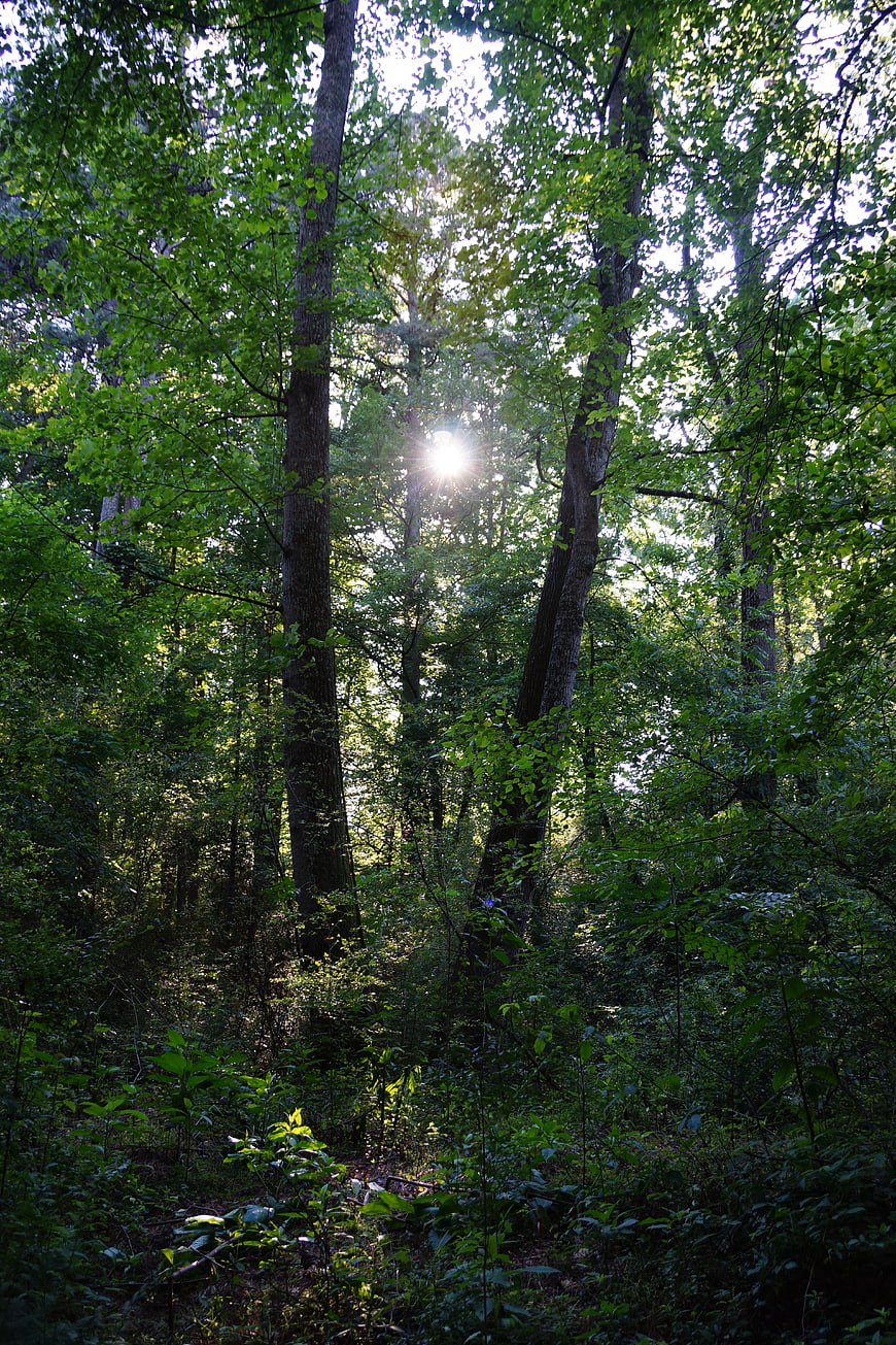Sunlight streaming through dense green forest canopy