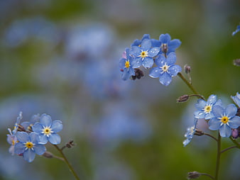 Close-up of Blue Forget-me-not Flowers with Water Droplets
