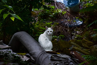 White cat sitting on debris in overgrown garden