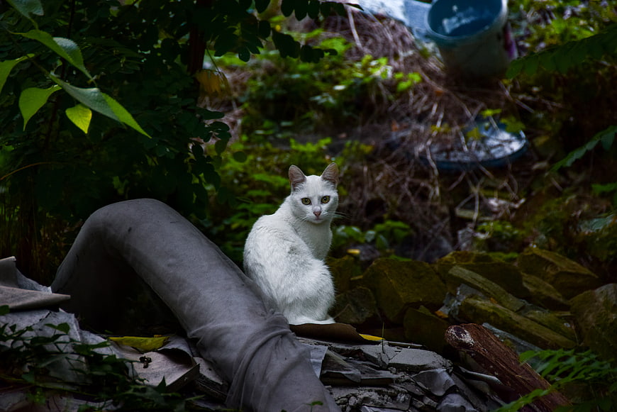 White cat sitting on debris in overgrown garden