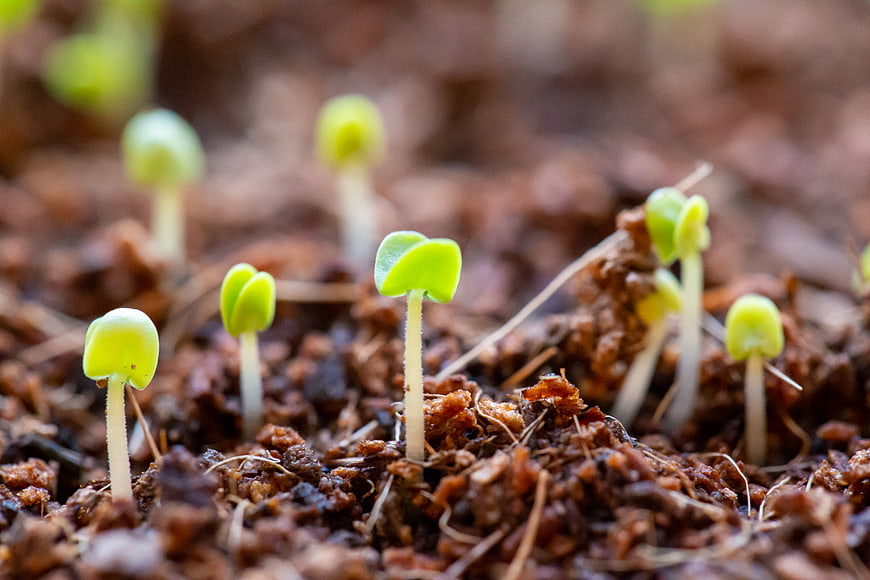 Close-up of green seedlings sprouting from rich soil