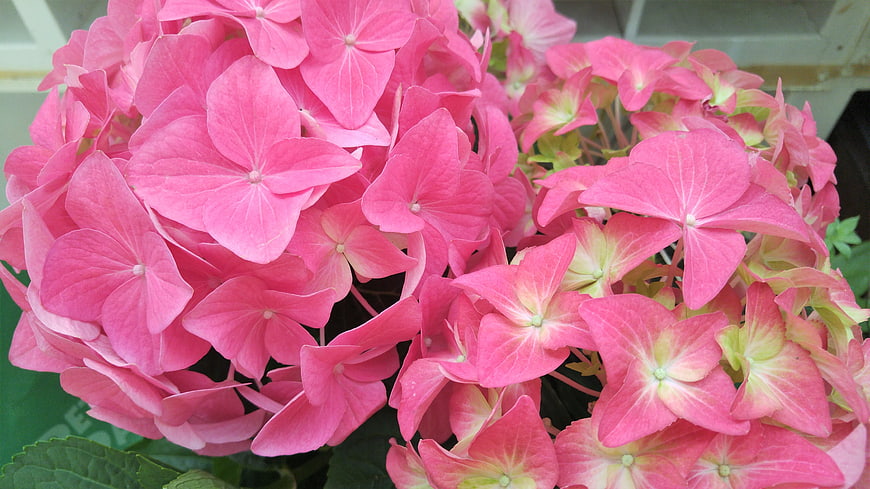 Close-up of vibrant pink hydrangea flowers in full bloom