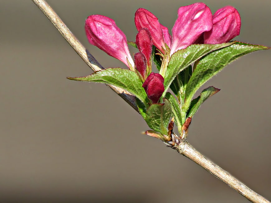 Close-up of pink weigela flower buds on a branch