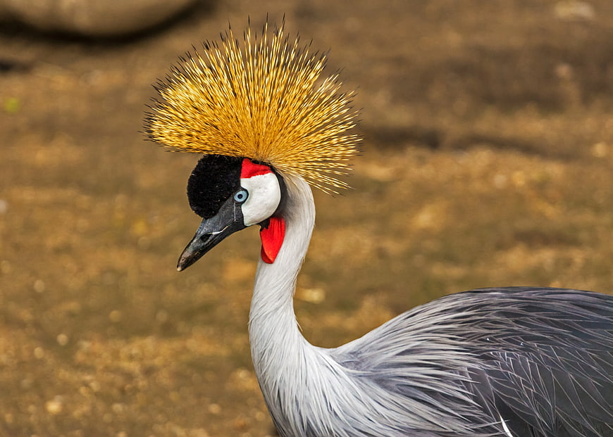 Close-up portrait of a Grey Crowned Crane with golden crest